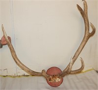Unique Elk Antlers 6 Points &  2 Points other