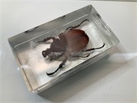 Rhinoceros Beetle Encased in Resin