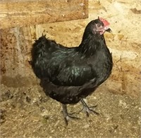 Jersy Giant hen, 2020 hatched