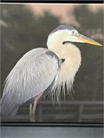 Blue Heron in Floating Frame Style Canvas