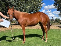 (VIC) SP SKYS THE LIMIT - QUARTER HORSE FILLY