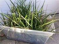 Tote of Flower Pot Spikes