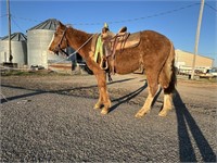 Cherry is a 4 year old, 13 H, bright sorrel pony