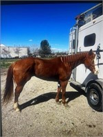 Lady is a 9 year old, quarter horse sorrel mare