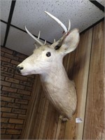 5 Point Whitetail Deer