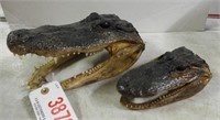 Lot #3876 - (2) Crocodile head mounts