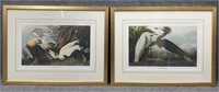 Pair of J.J. Audubon Bird Prints, Custom Frames
