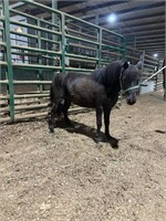 Poncho- Black Gelding Pony