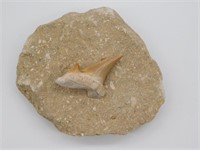 SHARK TOOTH IN MATRIX ROCK STONE LAPIDARY SPECIMEN