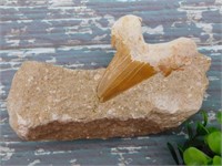 SHARK TOOTH IN MATRIX ROCK STONE LAPIDARY SPECIMEN