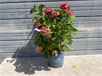 Summer Crush Hydrangea Plant