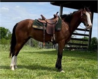 5 Year Old Gaited Mare - Molly