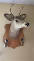 Button Buck deer mount with hooves