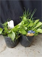 Two gold Stern coneflower plants in 7-in pots