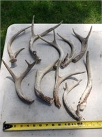 Deer antlers