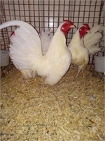 white old english roosters