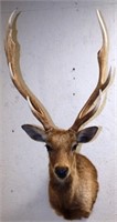 Dybowski Sika Deer Taxidermy Mount