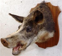 Wild Boar / Hog / Pig Taxidermy Mount