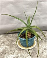 Live Potted Aloe Plant