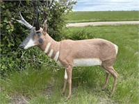 Life-size antelope decoy
