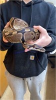 Breeding Pair Ball Pythons - 5 Yr Olds