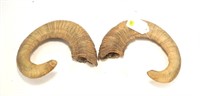 Pair of rams horns