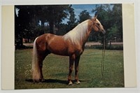 Vintage RPPC Postcard Palomino Stallion!