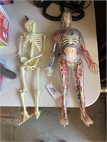 Vintage Human Body See Through Model And Skeleton