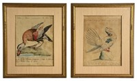 Saverio Manetti Two Antique Ornitology Lithographs