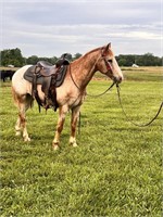 TACO-APPALOOSA  PONY