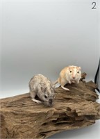 2 male baby gerbils (10 wks)