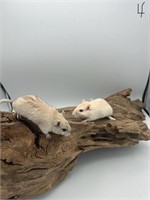 2 male baby gerbils (10wks)
