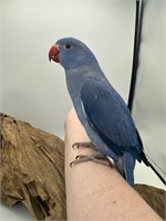 7 month old hand fed Indian ring neck parrot