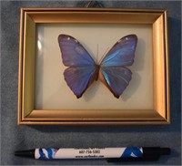 Beautiful Framed Mounted Butterfly