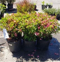 (6) Macrantha Pink Azalea Plants