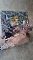 Deer Decoy & Hunting Accessories