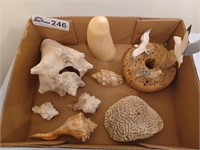 Lot box of shells/fossil decor