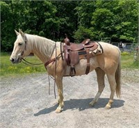 HONEY -AQHA MARW