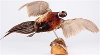 Ring Neck Pheasant Taxidermy Stuffed Game Bird
