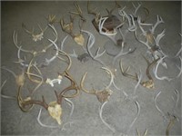 White Tail Deer Antlers