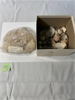 Seashells & Coquina (Shell Rock) Limestone