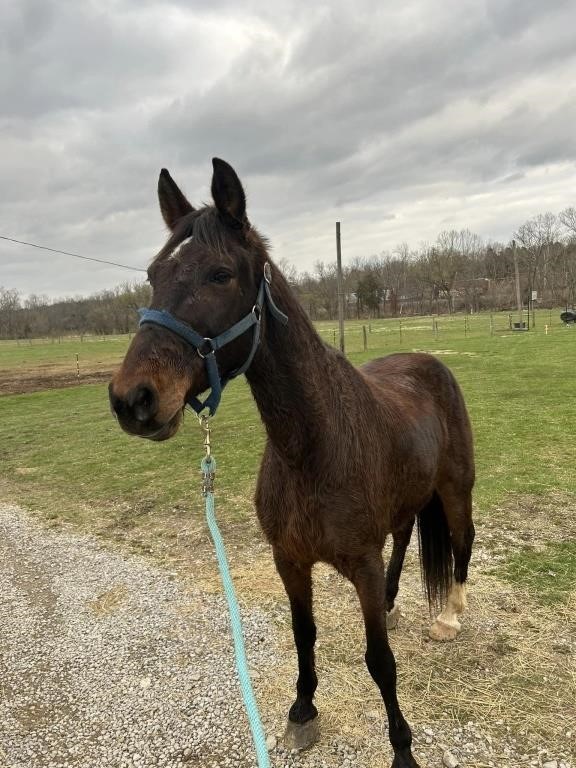 Coal Cheese - 7/8 YO Black Gelding