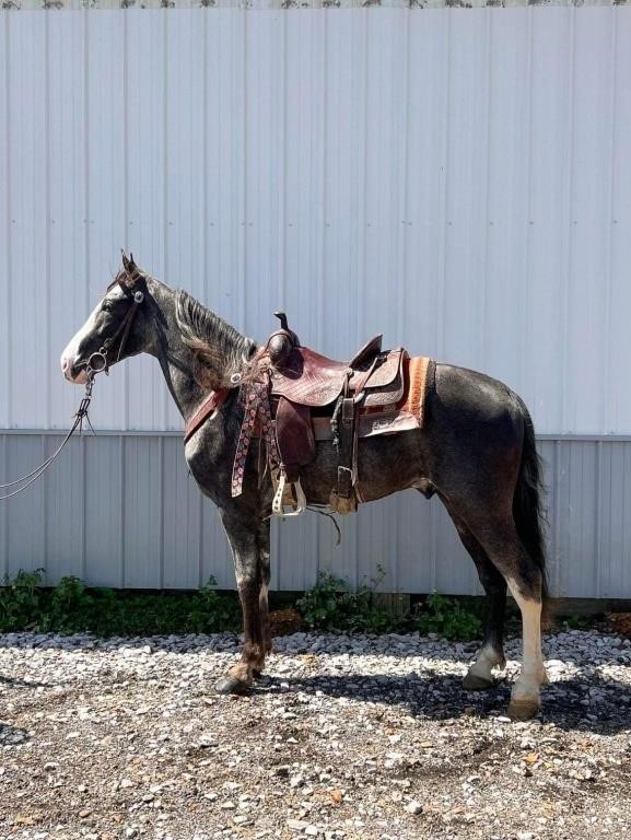 Doc - 5 YO Gray Roan Gelding