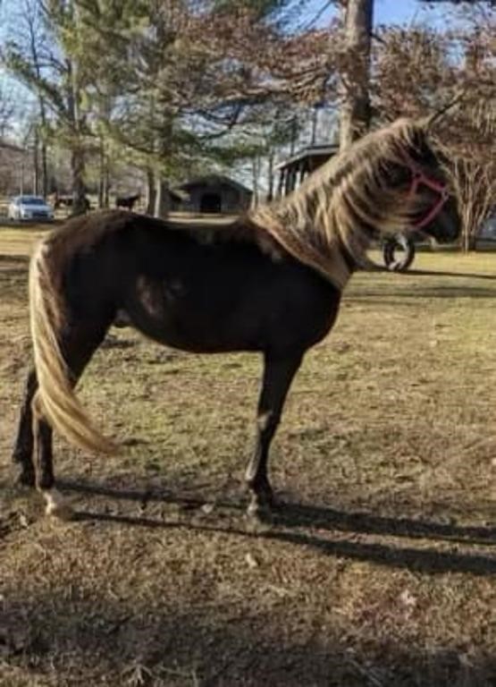 Playboy - 2 YO Rocky Mtn Chocolate Stud Colt