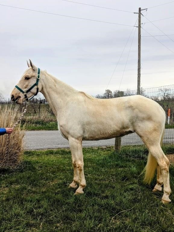 Ivory's Way High - 2011 Model TWH Palomino Mare