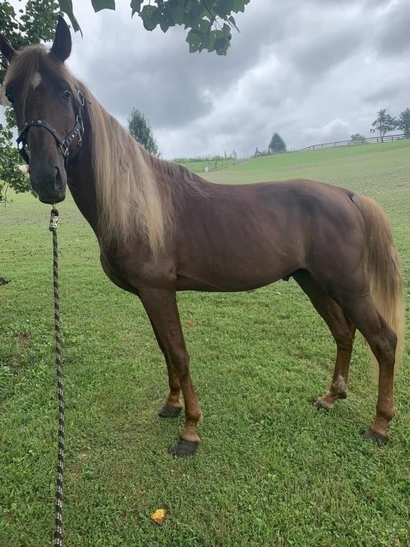 Kiss The Title Goodbye - Reg. 10 YO TWH Stallion