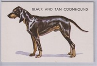 Black And Tan Coonhound 1960s Gravy Train card