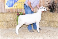 Clay Hill Ranch NCC Fall Ram Lamb