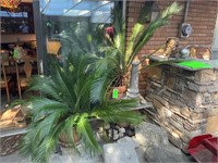 Two large potted palms