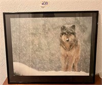 Framed Wolf Picture